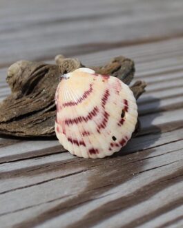 Real Scallop Shell Pendant Ethically Sourced Locally Handpicked Drilled Seashell Jewelry Making Findings w/ Stainless Steel Jump Ring